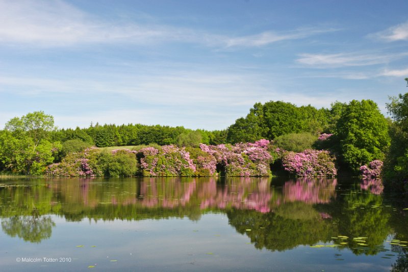 11. Rossmore in summer - Rhododendrons reflection.jpg